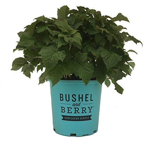 Bushel and Berry Raspberry Shortcake Dwarf Red Raspberry - Rubus Raspberry Shortcake - 2 Gallon Bushel and Berry Raspberry Shortcake Dwarf Red Raspberry - Rubus Raspberry Shortcake - 2 Gallon