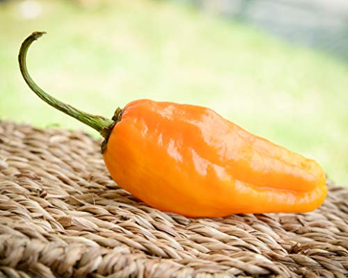 Sherwoods Seeds Orange Pepperoncini Peperoncini Italian Pickling Heirloom Pepper Premium Seed Packet Sherwoods Seeds Orange Pepperoncini Peperoncini Italian Pickling Heirloom Pepper Premium Seed Packet