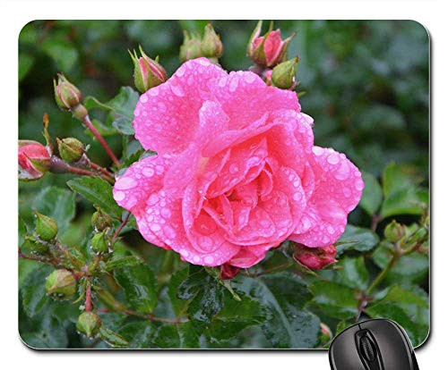 Mouse Pad - Pink Buttons Pink Rosebush Offer Events Nature