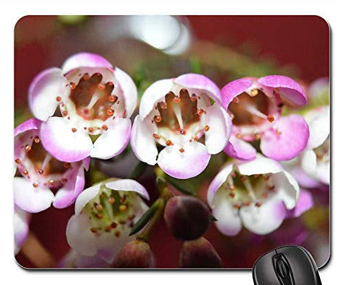 Mouse Pad - Flowers Nature Mirror Bloom Rustic White Rose