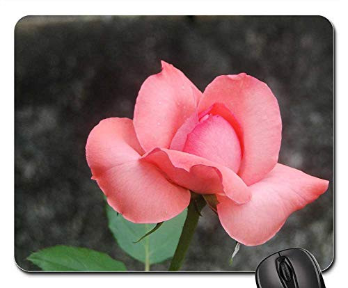 Mouse Pad - Flower Rosa Nature Rose Bush Plant Button
