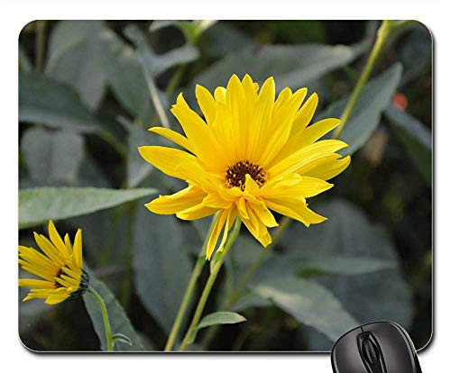 Mouse Pad - Yellow Flowers Button Flower Yellow Petals Nature