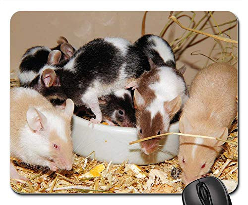Mouse Pad - Mice FarbmAuse Long Tail Mice Button Eyes Tame Mouse Pad - Mice FarbmAuse Long Tail Mice Button Eyes Tame