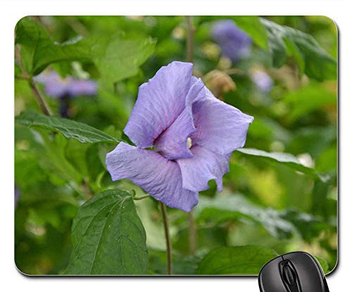 Mouse Pad - Flower Button Hibiscus Violet Nature Garden Flora