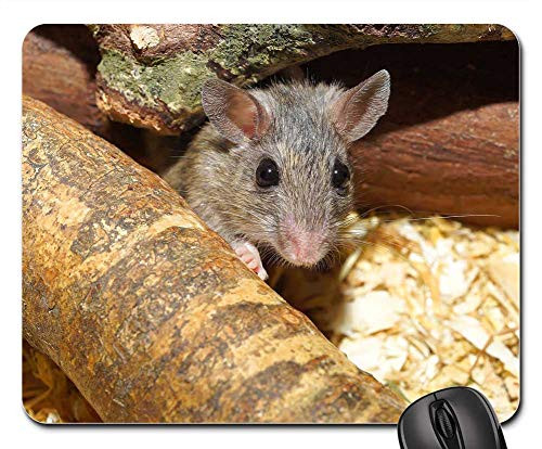 Mouse Pad - Mouse Mastomys Cute Mastomy Pet Sweet Button Eyes