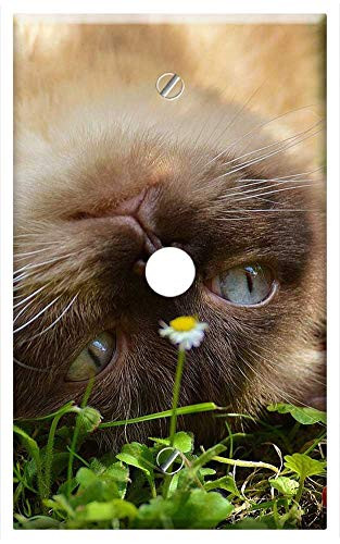 Single Hole Device Telephone/Cable Wall Plate Cover - Cat Lurking Frog Figure British Shorthair Mieze