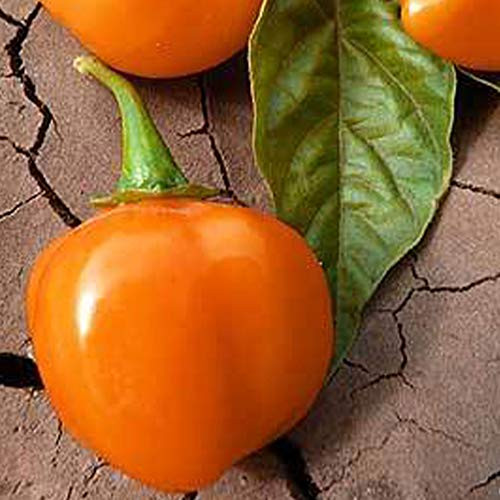 Orange Scotch Bonnet Pepper Seeds - 250 Mg ~30-45 Seeds - Heirloom, Open Pollinated, Non-GMO, Farm and Vegetable Gardening Seeds - Hot Pepper Orange Scotch Bonnet Pepper Seeds - 250 Mg ~30-45 Seeds - Heirloom, Open Pollinated, Non-GMO, Farm and Vegetable Gardening Seeds - Hot Pepper