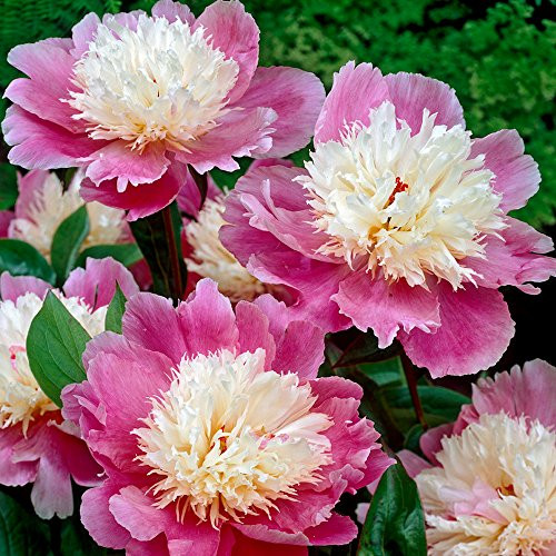 Bloomsz Bowl of Beauty Peony Roots Plant (5 Pack)