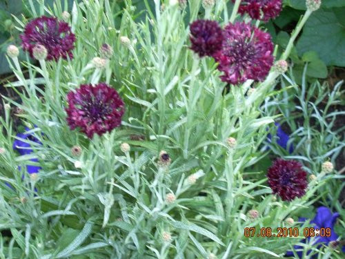 25 BLACK GARNET BACHELOR'S BUTTON / CORNFLOWER Centaurea Cyanus Flower Seeds