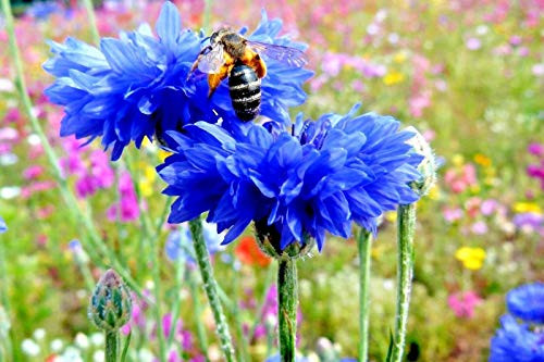 Fresh Seeds - 500 plus Dwarf Blue Bachelor Button Cornflower Seeds Deer Resistant Garden/Containers