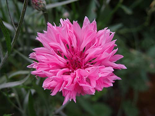 Tall Pink Bachelor Button Flower Seeds, 500 Count "COOL BEANS N SPROUTS" Brand. Home Gardening.