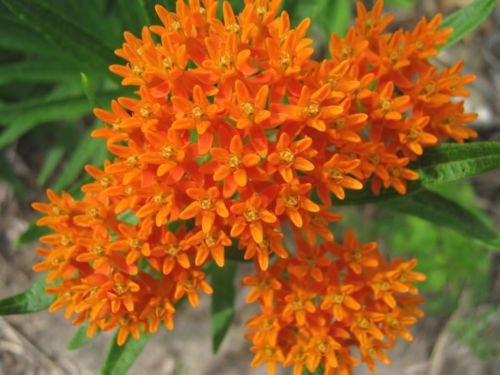 30 Orange Butterfly Milkweed Asclepias Flower Seeds