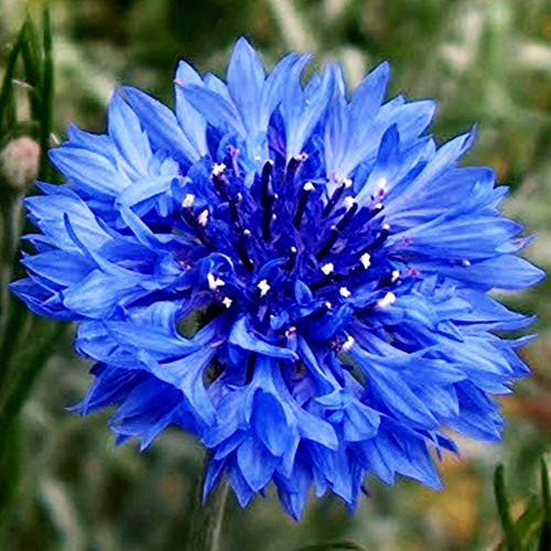 UtopiaSeeds Blue Bachelor Button Seeds - Favorite Wildflower - Blue Cornflower Seeds - Approximately 3500 Seeds