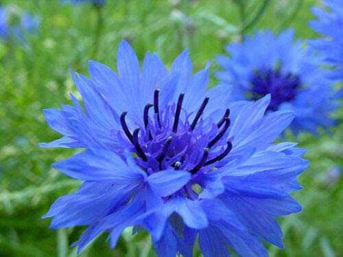 Fresh Seeds - Blue Bachelor Button Seeds, Dwarf Blue Cornflower Seeds, Heirloom Seeds, 75ct