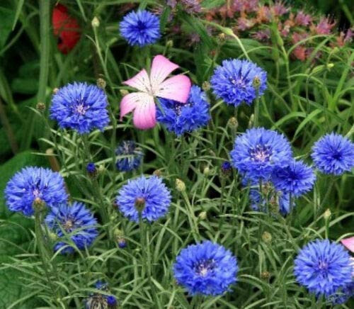 Fresh Seeds - Blue Bachelor Button Seeds, Tall Blue Cornflower Seeds, Heirloom Seeds, 75ct