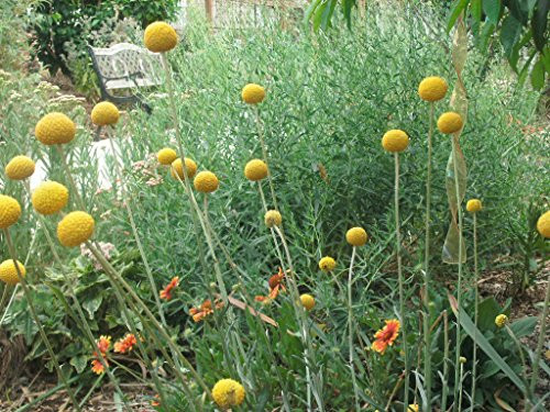 P012S. Craspedia Billy Button - 30 Seeds