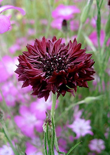 PAPCOOL Black Bachelors Button Cornflower Flówer S??DS/Annual 35 plus S?eds for Pl?nting