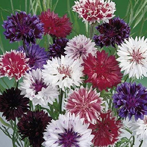 PAPCOOL Frosty Mix Cornflower Bachelor's Button Flówer S??DS/Annual 50 plus S?eds for Pl?nting