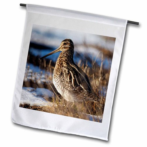 3dRose fl_205348_2 USA, Oregon, Baskett Slough NWR, Wilsons Snipe, Gallinago Garden Flag, 18 by 27"