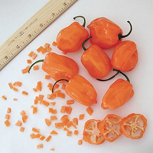 Orange Habanero Hot Pepper Garden Seeds - 0.25 Oz - Non-GMO, Heirloom Vegetable Gardening Seed