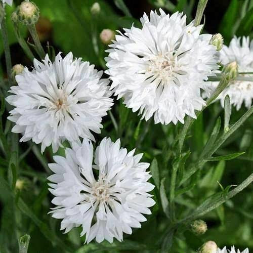 White Bachelor's Button Seed, 50 Seeds