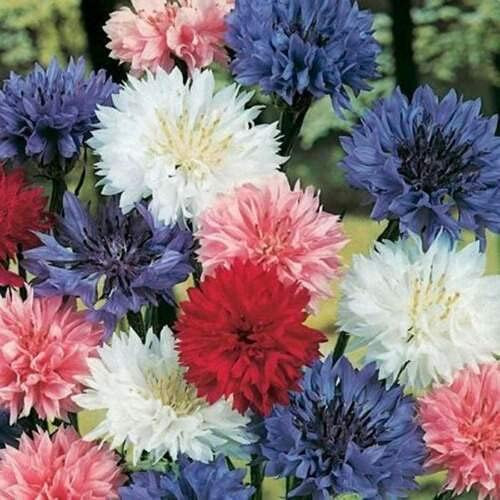 Dwarf Mix Bachelor's Button Seed, 50 Seeds