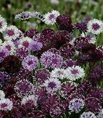 Purple Mix Bachelor's Button Seed, 50 Seeds