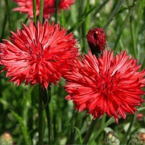 Red Bachelor's Button Seed, 50 Seeds
