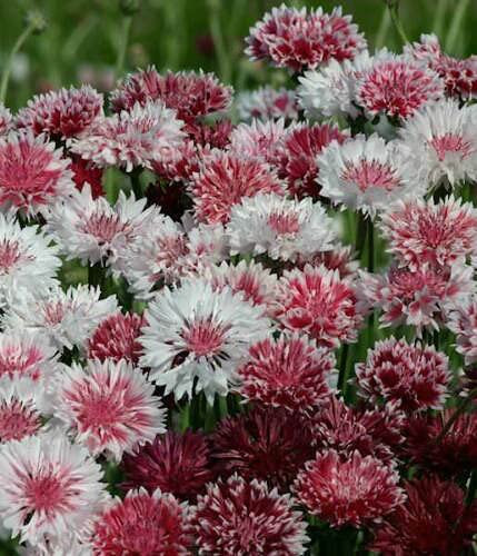 Pink Mix Bachelor's Button Seed, 50 Seeds