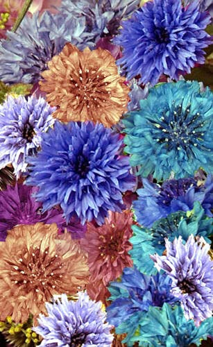 Double Ball Mix Bachelor's Button Seed, 50 Seeds