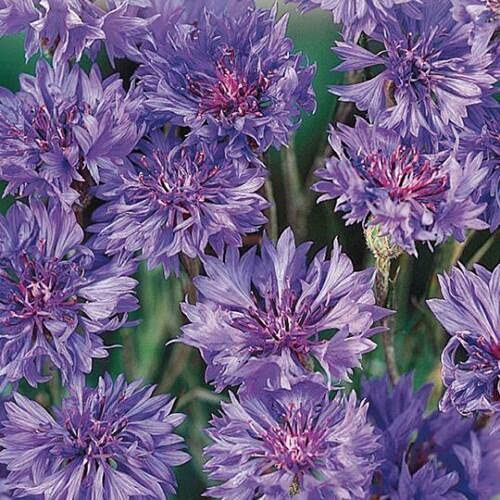 Purple Bachelor's Button Seed, 50 Seeds