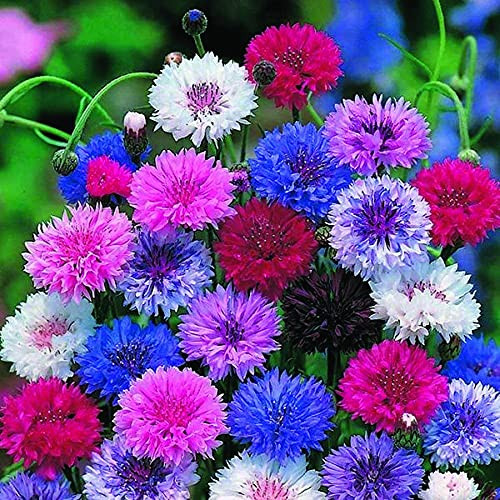 Frosted Mix Bachelor's Button Seed, 50 Seeds