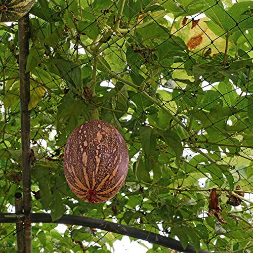 Squash Seeds - Winter - Cushaw Orange - 1 Oz ~170 Seeds - Cucurbita argyrosperma - Farm  and  Garden Vegetable Seeds - Non-GMO, Heirloom, Open Pollinated, Annual - AKA- Cushaw Orange Pumpkin