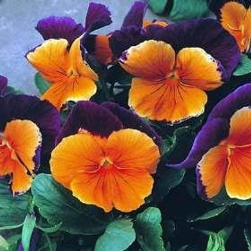 Pansy Sorbet Orange Duet Seeds Viola x wittrockiana Pansy Sorbet Orange Duet Seeds Viola x wittrockiana