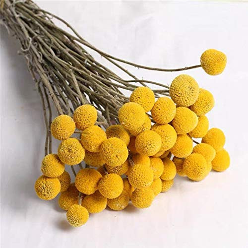 25 PCS Cute Yellow Billy Buttons Craspedia Globosa PCS