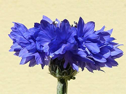 Tall Blue Bachelors Button Cornflower jocad -1000 Seeds-