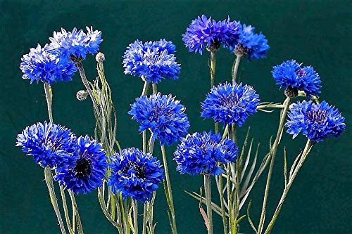 Dwarf Blue Bachelors Button Cornflower jocad -1000 Seed-
