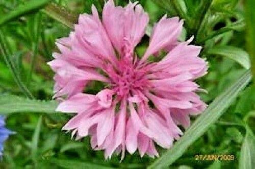 Pink Bachelors Button Cornflower Centaurea jocad -750 Seeds- Pink Bachelors Button Cornflower Centaurea jocad -750 Seeds-