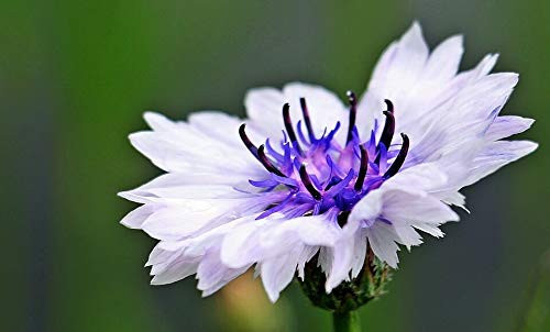 White Bachelors Button Cornflower jocad -750 Seeds-