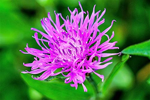 Mixed Bachelors Button Cornflower Centaurea jocad -1000 Seeds- Mixed Bachelors Button Cornflower Centaurea jocad -1000 Seeds-