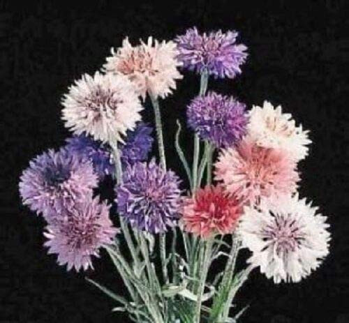 Polka DOT Mixed Bachelors Button Cornflower jocad -2000 Seeds-