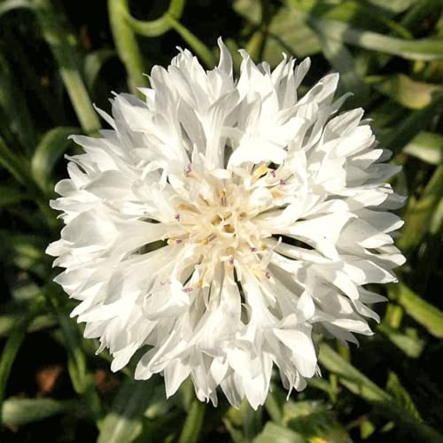 1 ?ffer x Wh?t? Bách?lor B?tton S??ds V?g?tábl? ?d?bl? Flow?r L?áf Plánt Cornflow?r 100 plus S??ds by ALILA