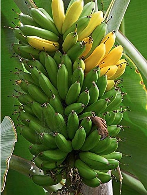 Oldworldtropicals Musa 'Dwarf Green' Banana Trees Live Cold Hardy Tropical Plant Oldworldtropicals Musa 'Dwarf Green' Banana Trees Live Cold Hardy Tropical Plant