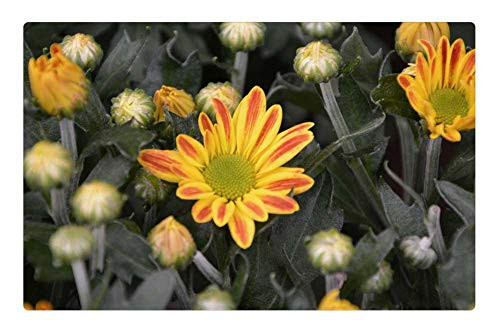 LESGAULEST Doormat Floor Rug/Mat -23.6 x 15.7 inch- - Daisy Flower Yellow Orange Buttons Flowering Plant