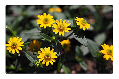 LESGAULEST Doormat Floor Rug/Mat -23.6 x 15.7 inch- - Hussar Button Flowers Yellow Sanvitalia Procumbens 2