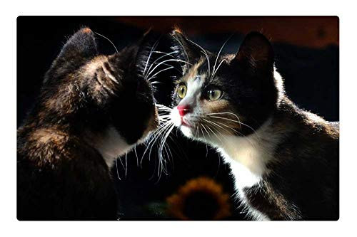 LESGAULEST Doormat Floor Rug/Mat -23.6 x 15.7 inch- - Mirror Cat Animal Kitty Reflection Kitten Young