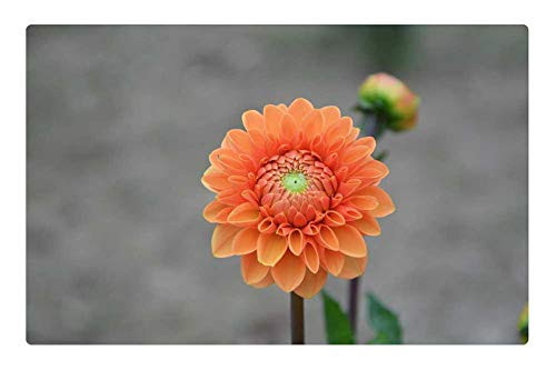 LESGAULEST Doormat Floor Rug/Mat -23.6 x 15.7 inch- - Flower Button Orange Petals Flowering Summer LESGAULEST Doormat Floor Rug/Mat -23.6 x 15.7 inch- - Flower Button Orange Petals Flowering Summer