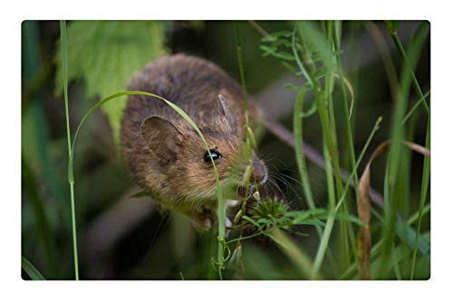 LESGAULEST Doormat Floor Rug/Mat -23.6 x 15.7 inch- - Mouse Close Fur Nager Mice Rodents Button Eyes 1 LESGAULEST Doormat Floor Rug/Mat -23.6 x 15.7 inch- - Mouse Close Fur Nager Mice Rodents Button Eyes 1