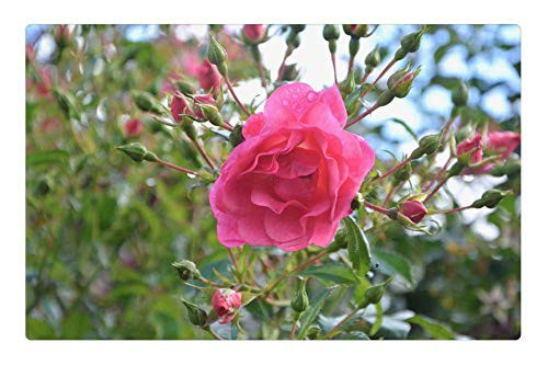 LESGAULEST Doormat Floor Rug/Mat -23.6 x 15.7 inch- - Pink Flower Buttons Roses Green Leaves Rosebush