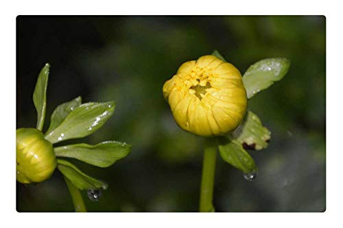 LESGAULEST Doormat Floor Rug/Mat -23.6 x 15.7 inch- - Flower Buttons Yellow Flowers Nature Garden Plant